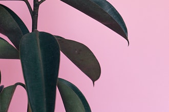 A rubber tree plant against a solid pink wall. This photo is by Scott Webb from Unsplash.
